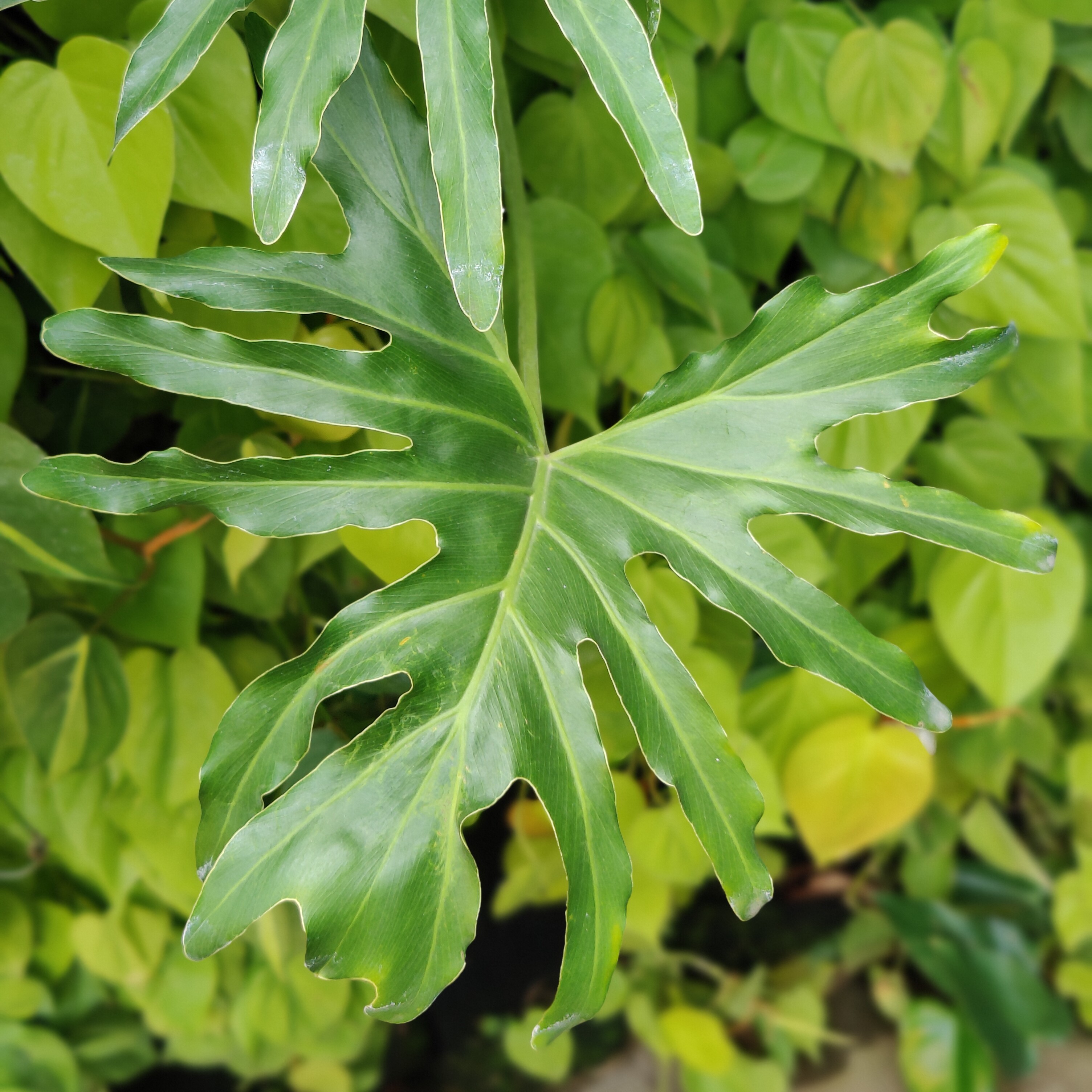 Philodendron Selloum